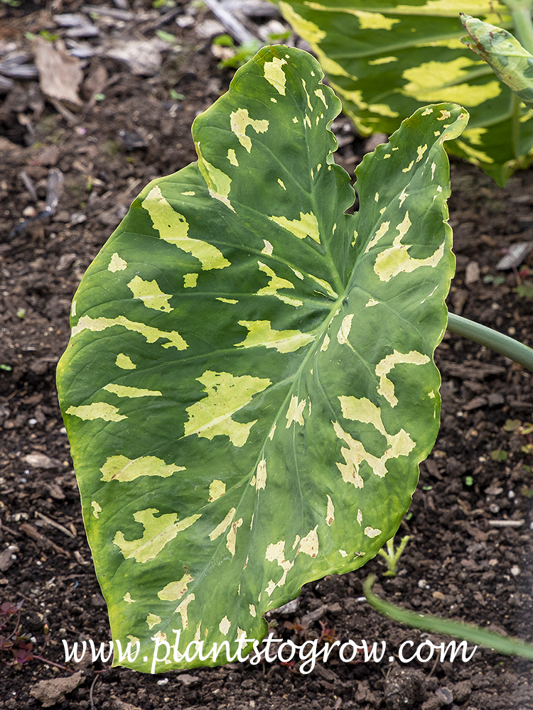 Hilo Beauty Elephant Ears (Alocasia) 
Showy leaves with random spots and patches of white.